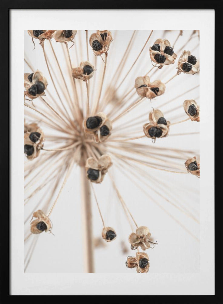 Dried_007 - Art Print by Pictufy Studio III