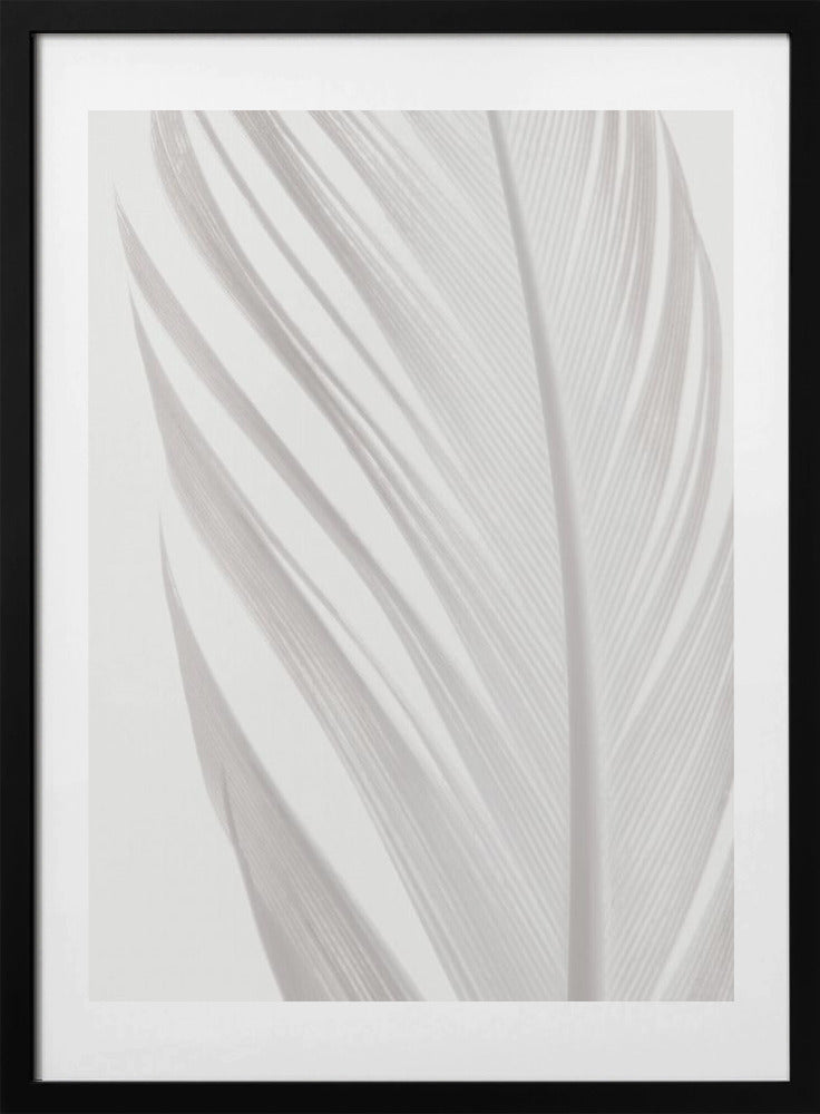 Feather_006 - Art Print by Pictufy Studio III