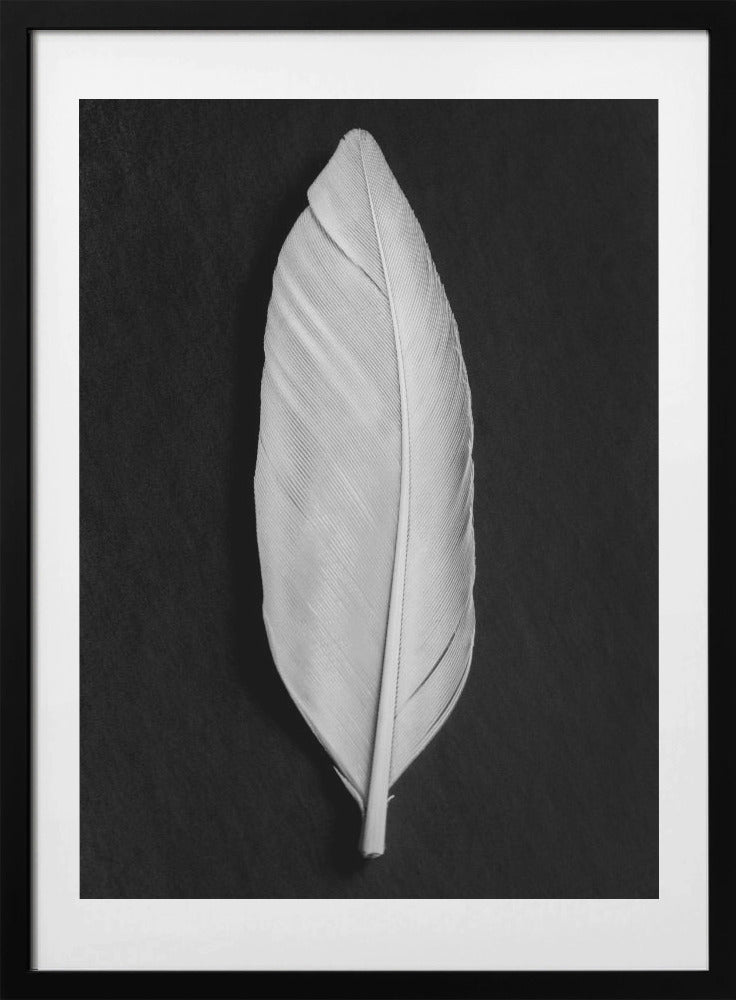 Feather_008 - Art Print by Pictufy Studio III