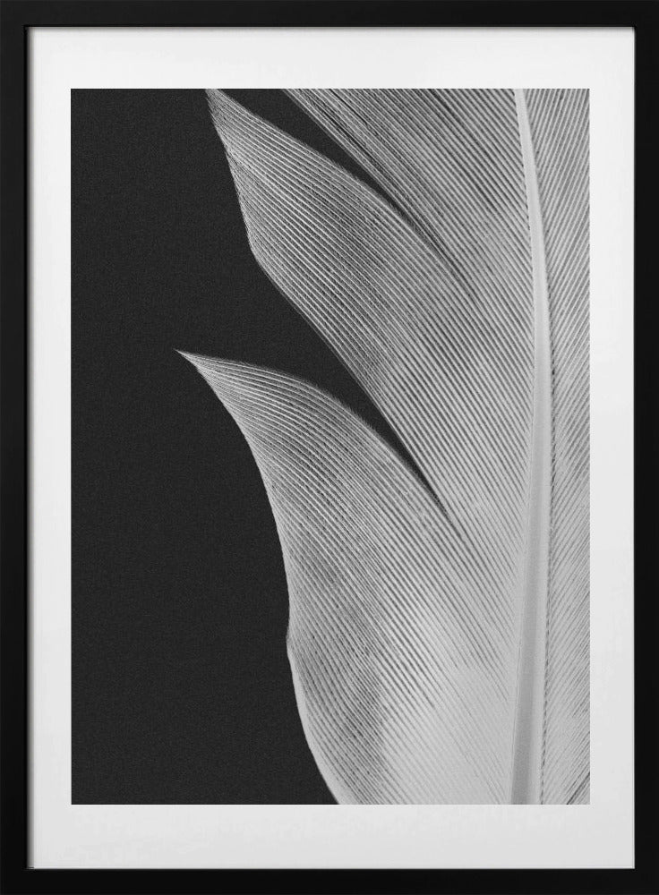 Feather_005 - Art Print by Pictufy Studio III