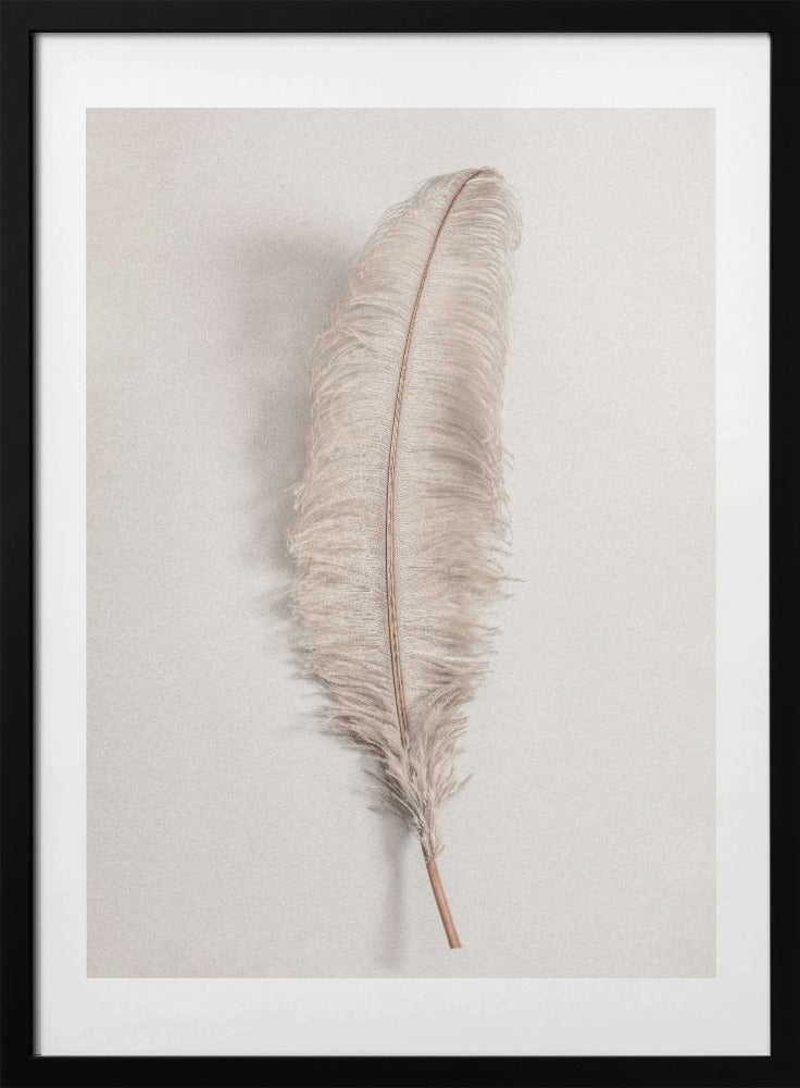 Feather_002 - Art Print by Pictufy Studio III