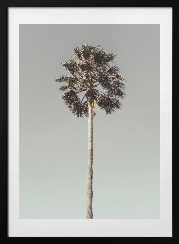 Palm_001 - Art Print by Pictufy Studio III