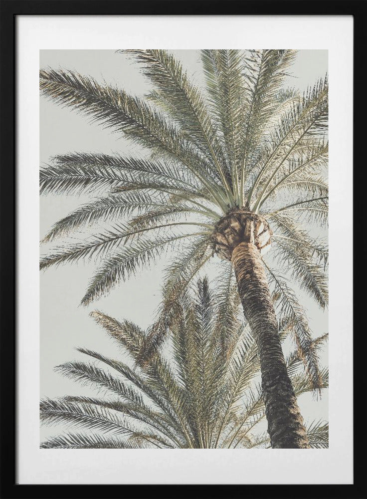 Palm_005 - Art Print by Pictufy Studio III
