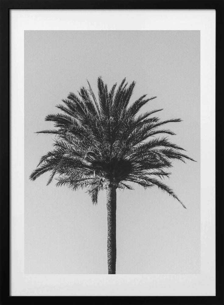 Palm_003 - Art Print by Pictufy Studio III