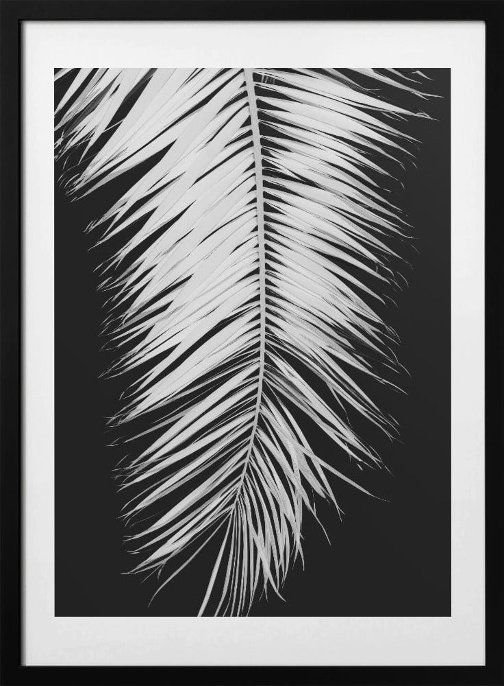 Palmblad_004 - Art Print by Pictufy Studio III