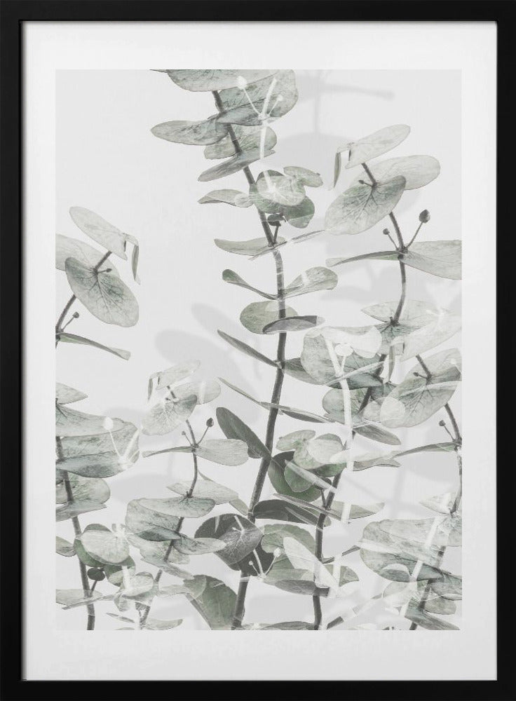 Eucalyptus_001 - Art Print by Pictufy Studio III