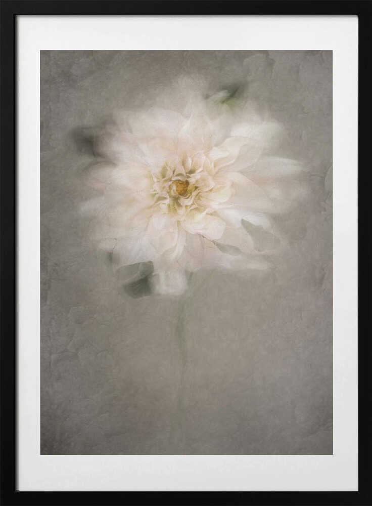 Soft White Bloom - Art Print by Cicek Kiral