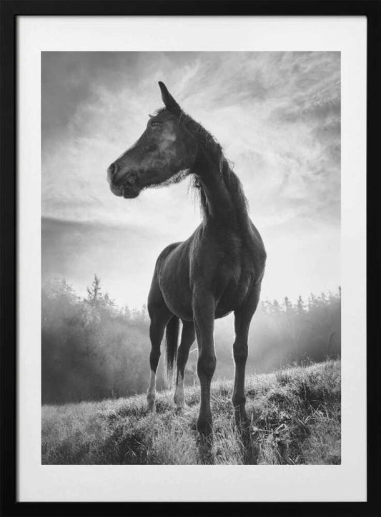 Backlight horse - Art Print by Alessandro Accordini
