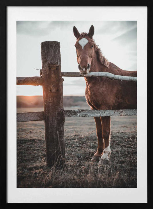 Horse Farm in Skároš, Slovakia - Art Print by Gabriel Jakab