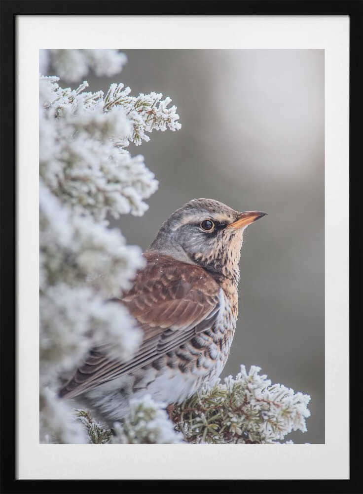 Fieldfare in a winter setting - Art Print by Magnus Renmyr