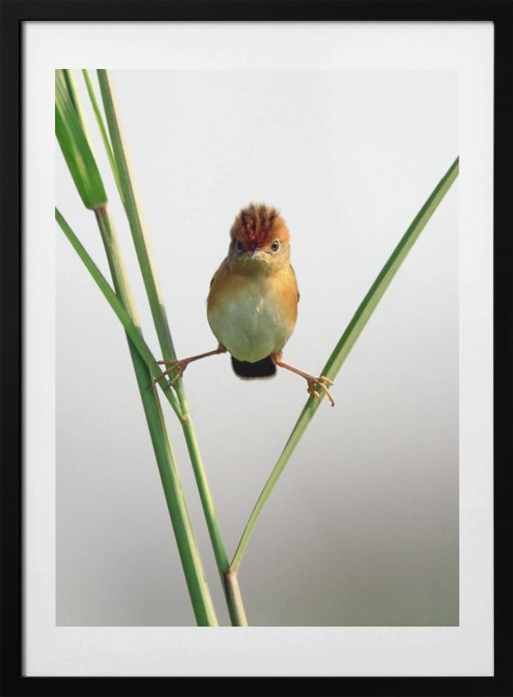 Kung Fu Master - Art Print by Lina Gunawan