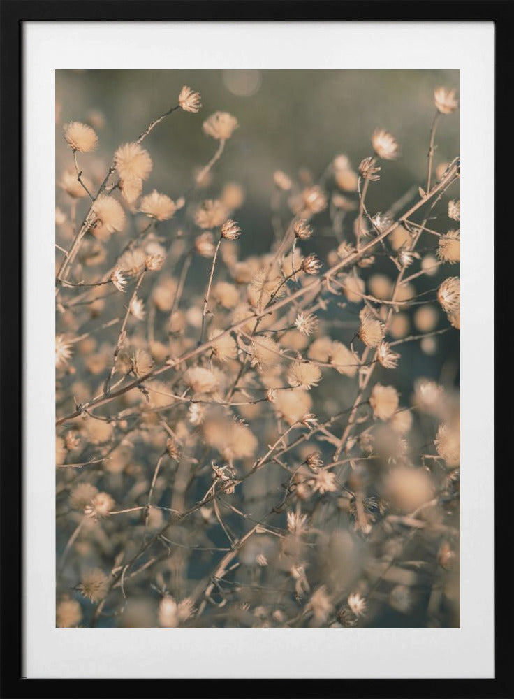 Beach flowers_003 - Art Print by Pictufy Studio III