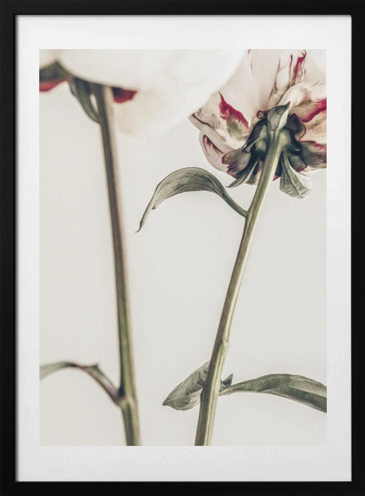 Peony 01 - Art Print by Pictufy Studio III