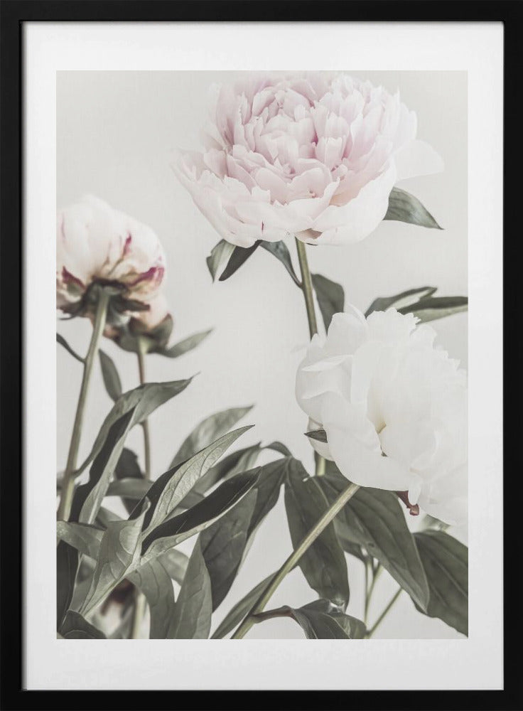 Peony 04 - Art Print by Pictufy Studio III