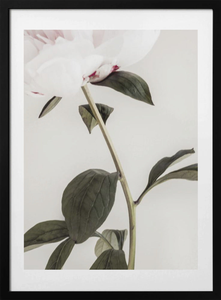 Peony 09 - Art Print by Pictufy Studio III