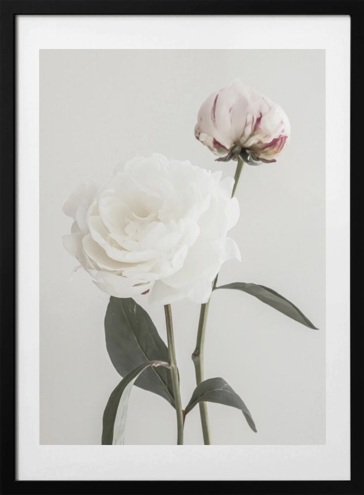 Peony 12 - Art Print by Pictufy Studio III
