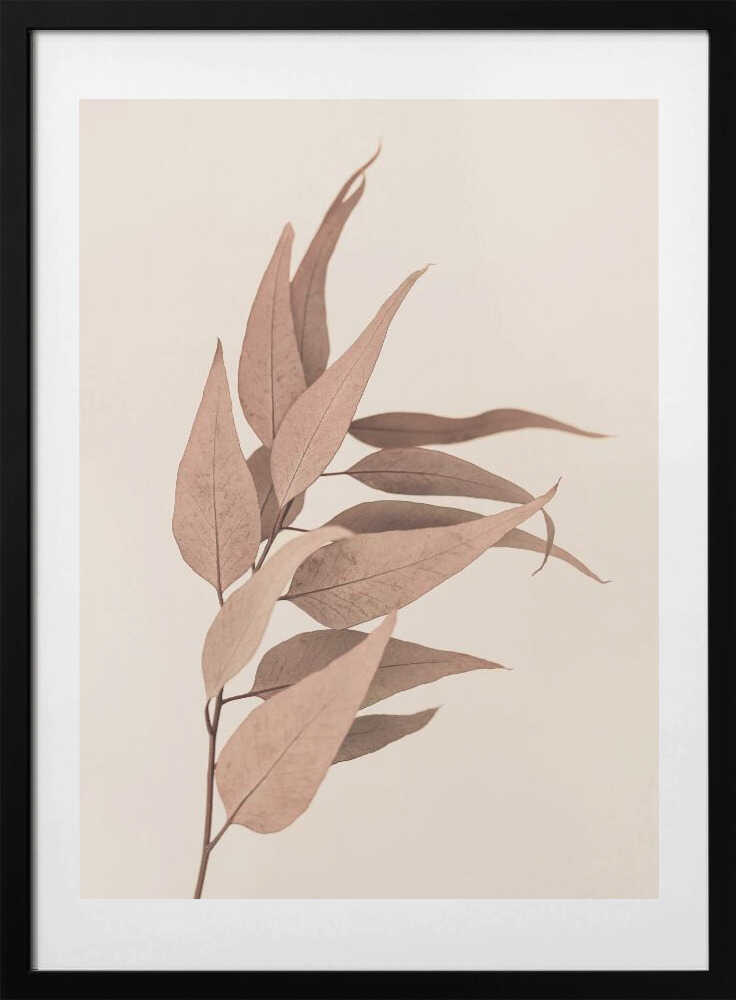 Dried Eucalyptus - Art Print by Kathrin Pienaar