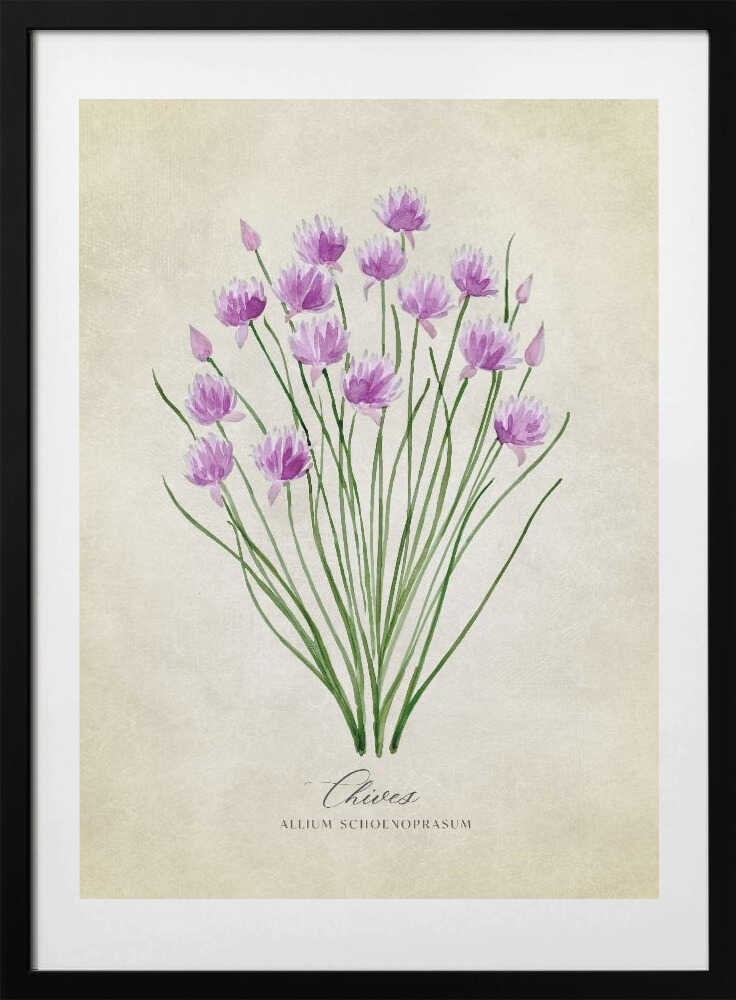 Chives vintage - Art Print by Rosana Laiz Blursbyai