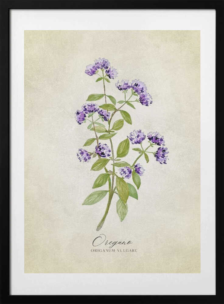 Oregano vintage - Art Print by Rosana Laiz Blursbyai