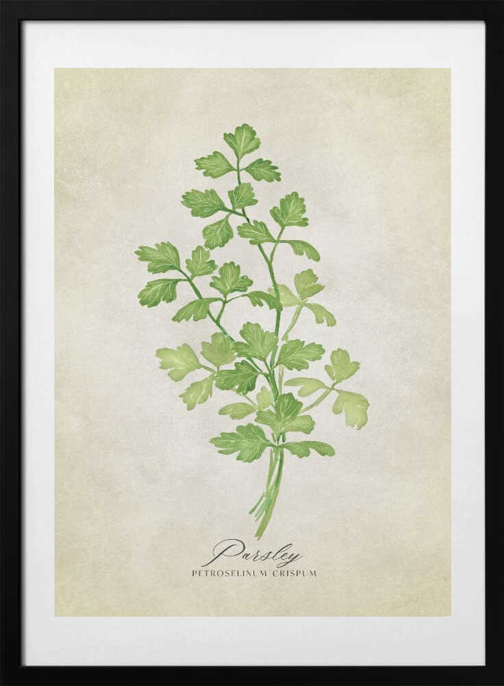 Parsley vintage - Art Print by Rosana Laiz Blursbyai
