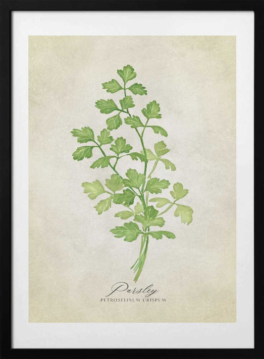 Parsley vintage - Art Print by Rosana Laiz Blursbyai