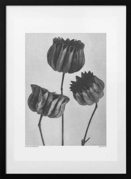 Abutilon (Lime Mallow - Art Print by Karl Blossfeldt