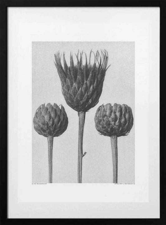 Serratula Nudicaulis - Art Print by Karl Blossfeldt