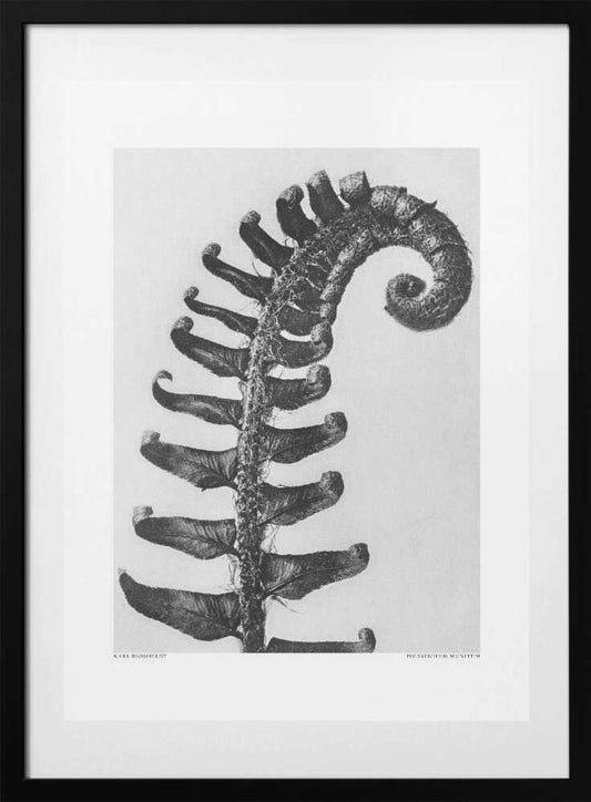 Polystichum Munitum - Art Print by Karl Blossfeldt