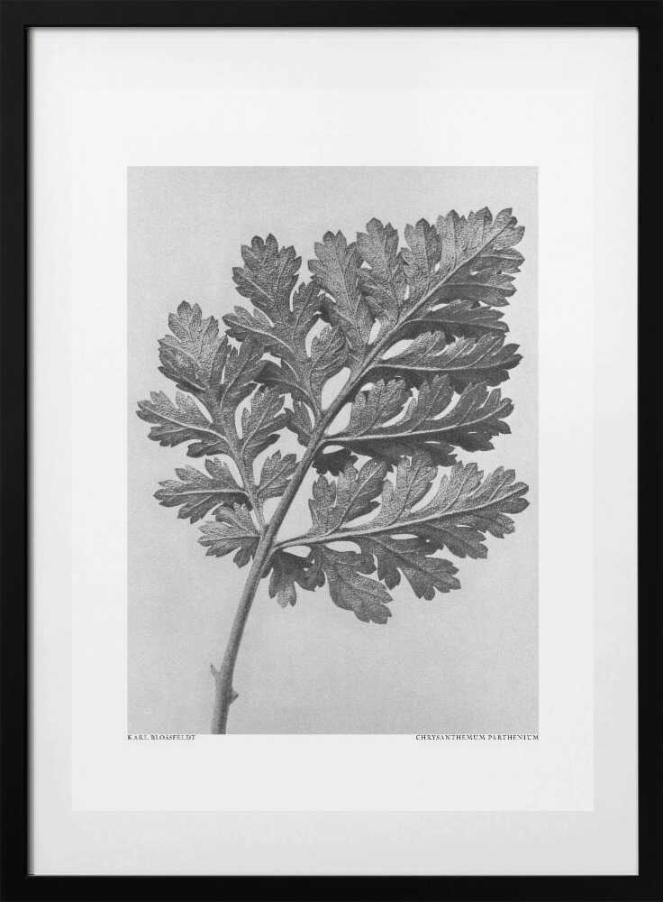 Chrysanthemum parthenium - Art Print by Karl Blossfeldt