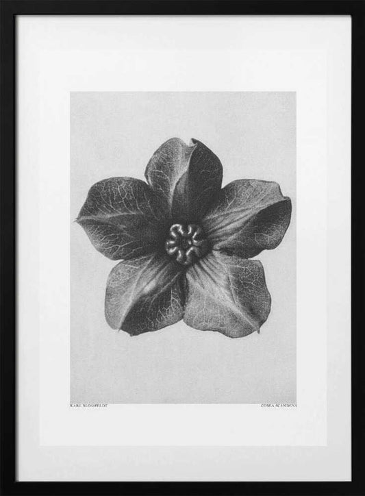 Cobaea Scandens - Art Print by Karl Blossfeldt