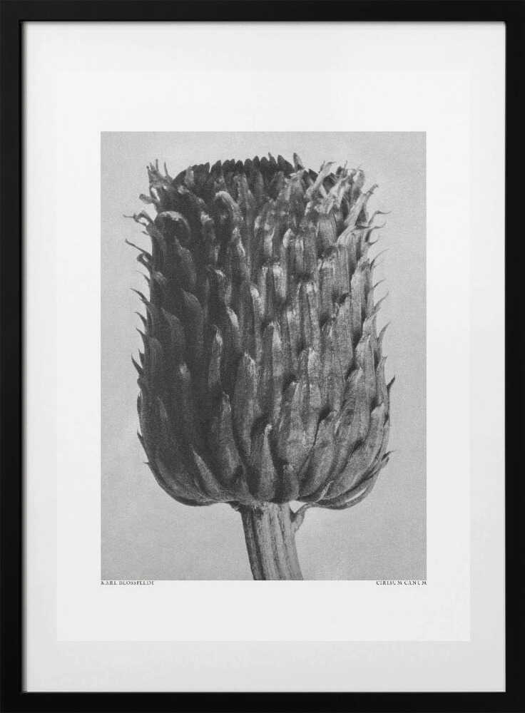 Cirsium Canum (Thistle) - Art Print by Karl Blossfeldt