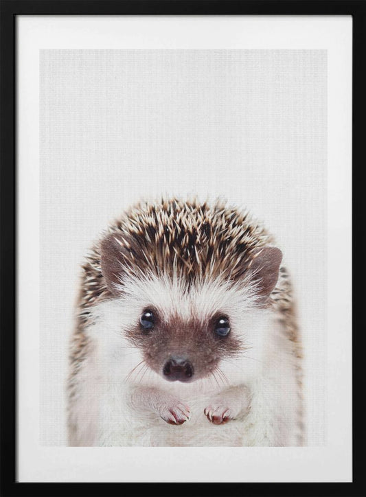 Peekaboo Hedgehog - Art Print by Lola Peacock