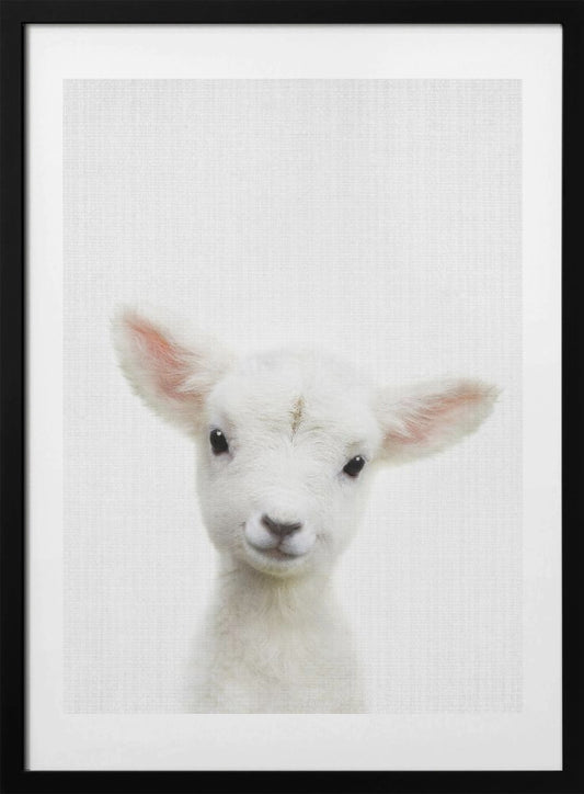 Peekaboo Baby Sheep - Art Print by Lola Peacock