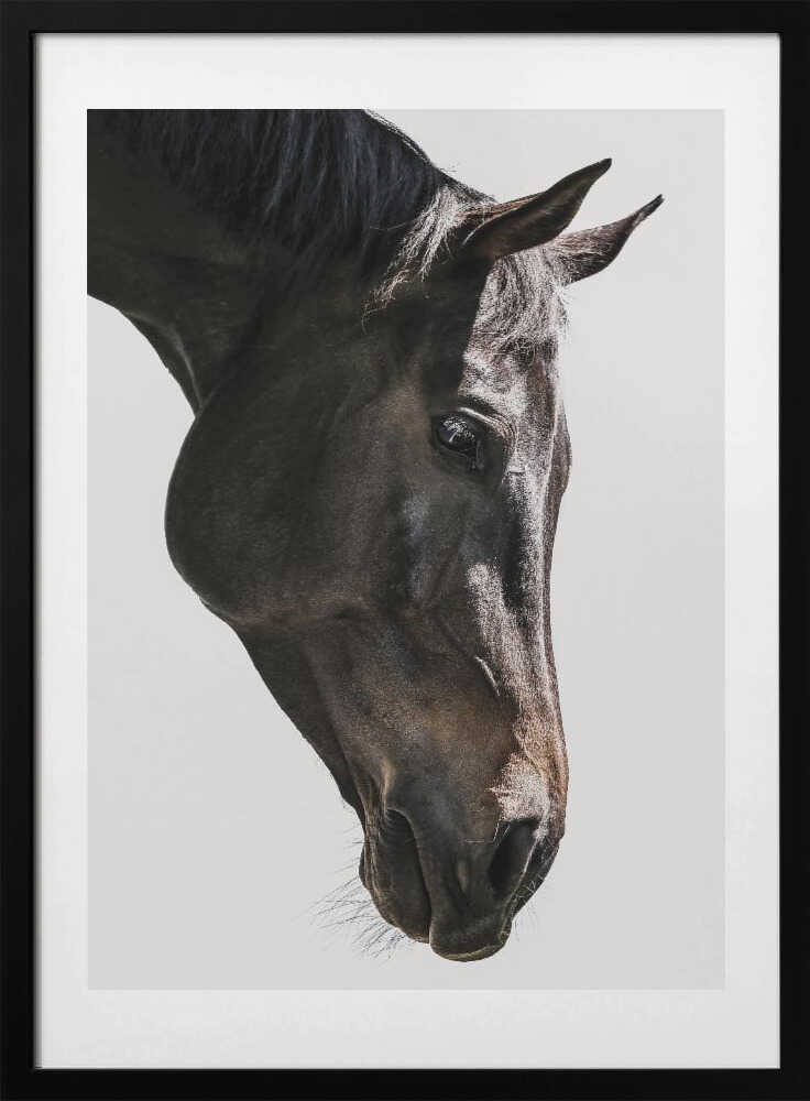 Gentle Equine Gaze - Art Print by Shot by Clint