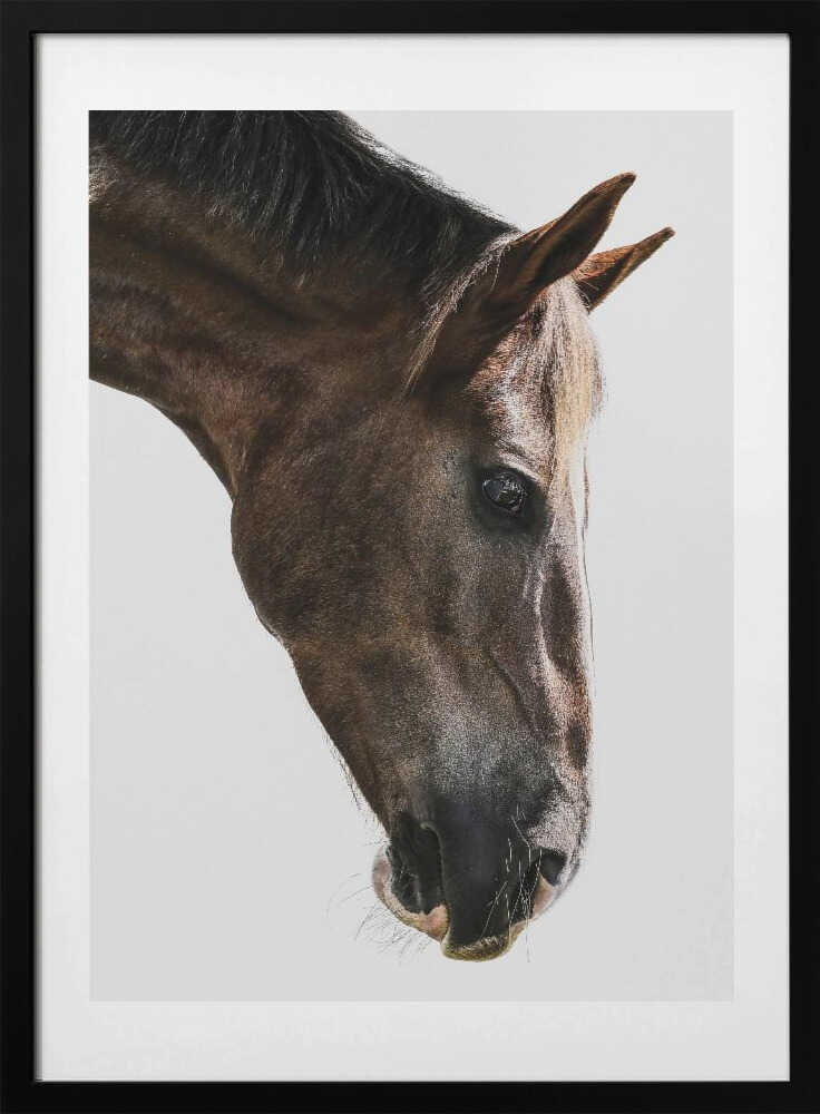 Majestic Equine Gaze - Art Print by Shot by Clint