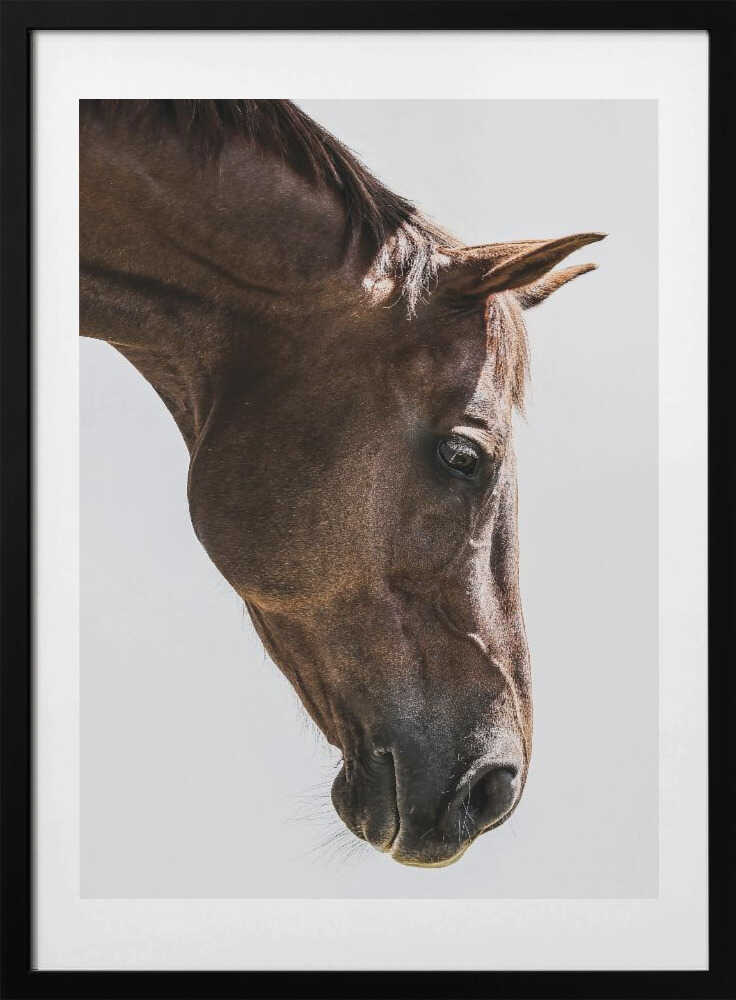 Portrait of a Horse Head - Art Print by Shot by Clint