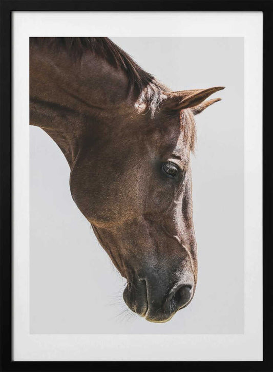 Portrait of a Horse Head - Art Print by Shot by Clint