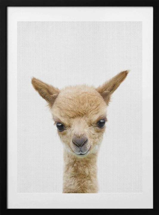 Peekaboo Baby Llama - Art Print by Lola Peacock