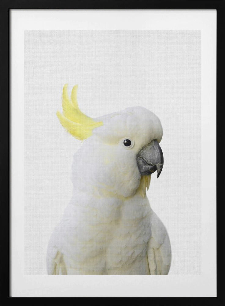 Peekaboo Cockatoo - Art Print by Lola Peacock