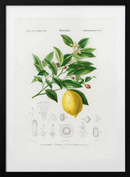Lemon (citrus Limonium) - Art Print by Charles Dessalines D Orbigny