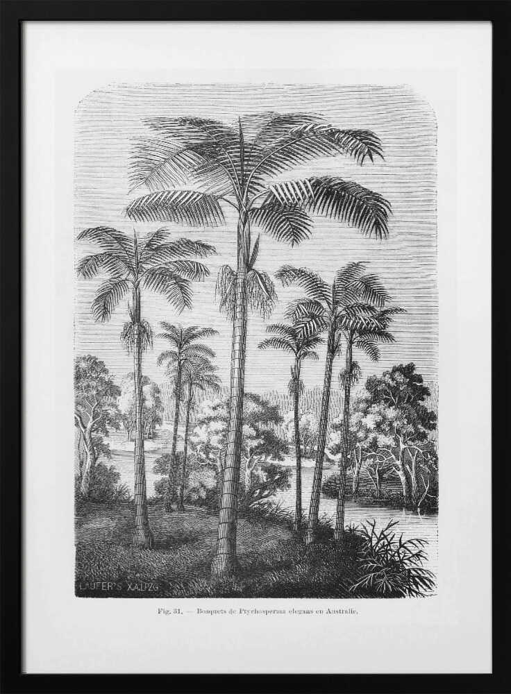 Vintage Palm Tree Drawing Ii - Art Print by Les Palmiers Histoire Iconographique