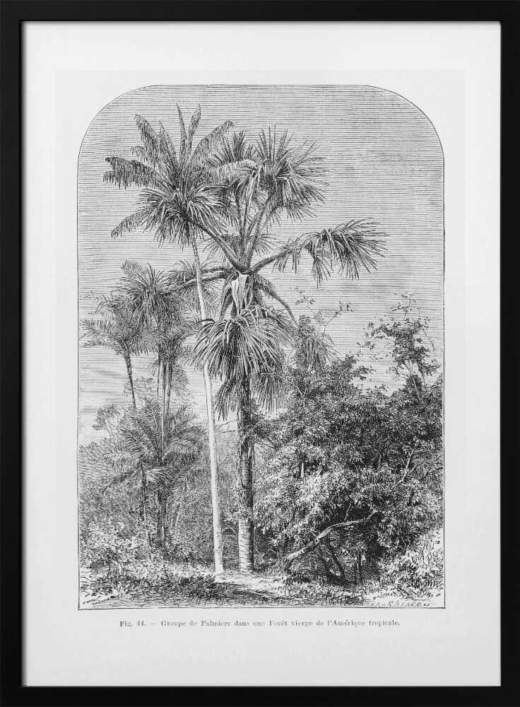 Vintage Palm Tree Drawing Iv - Art Print by Les Palmiers Histoire Iconographique