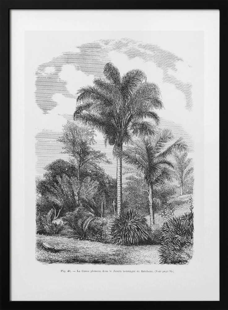 Vintage Palm Tree Drawing Vi - Art Print by Les Palmiers Histoire Iconographique