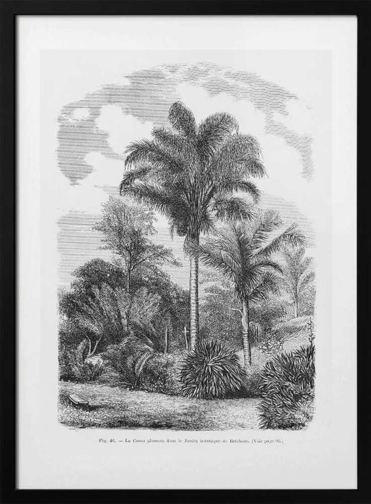 Vintage Palm Tree Drawing Vi - Art Print by Les Palmiers Histoire Iconographique