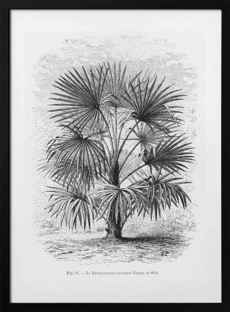 Vintage Palm Tree Drawing Xi - Art Print by Les Palmiers Histoire Iconographique