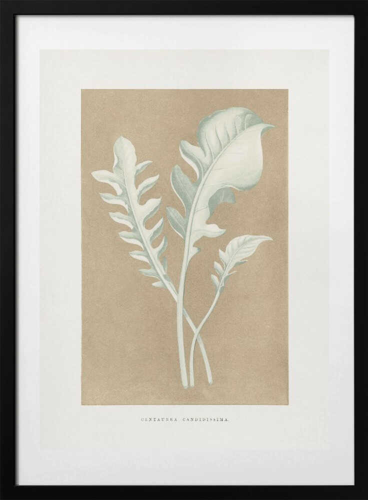 Centaurea Candidissima Leaf Illustration - Art Print by Les Plantes a Feuillage Colore