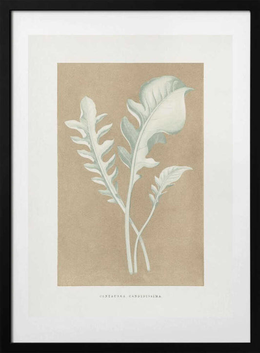 Centaurea Candidissima Leaf Illustration - Art Print by Les Plantes a Feuillage Colore