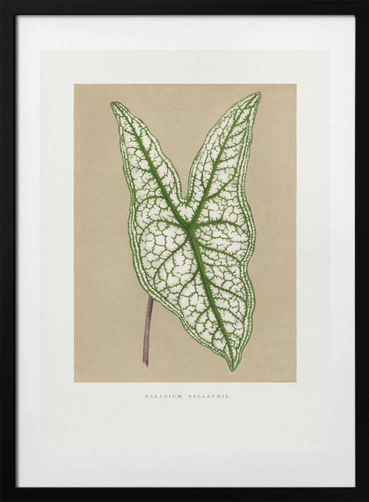 Green Caladium Belleymii Leaf Illustration - Art Print by Les Plantes a Feuillage Colore