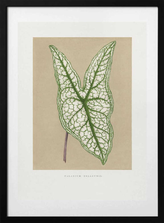 Green Caladium Belleymii Leaf Illustration - Art Print by Les Plantes a Feuillage Colore