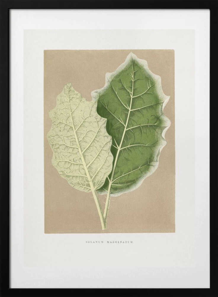 Green Solanum Marginatum Leaf Illustration - Art Print by Les Plantes a Feuillage Colore